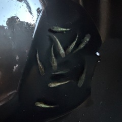 メダカ　令和黒ラメ幹之サファイア
の画像