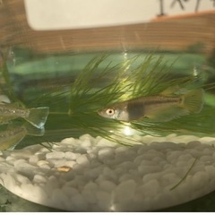 メダカ無人販売
の画像