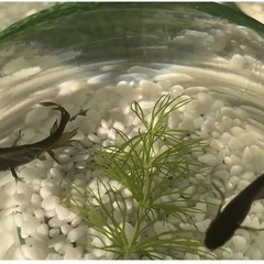 メダカ無人販売
の画像