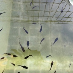 メダカ　オロチ　若魚　10匹の画像