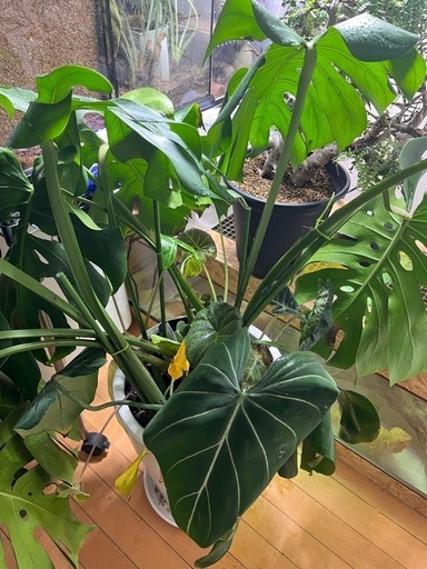 モンステラ デリシオーサ 高さ120cn✖︎幅140cm程 サトイモ科　アロイド系灌木系塊根植物食虫植物アンスリウムアロカシア