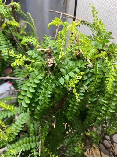 ボスウェリアネグレクタ 高さ70cm程 灌木植物　Boswellia neglectaコーデックスパキポディウムグラキリスフランキンセ