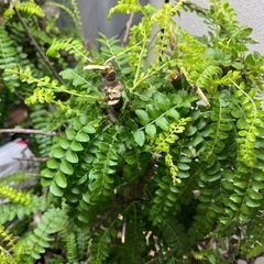 ボスウェリアネグレクタ 高さ70cm程 灌木植物　Boswellia neglectaコーデックスパキポディウムグラキリスフランキンセンスコミフォラカタフの画像