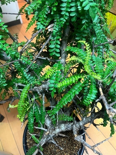 ボスウェリアネグレクタ 高さ70cm程 灌木植物　Boswellia neglectaコーデックスパキポディウムグラキリスフランキンセンスコミフォラカタフ