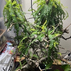 ボスウェリアネグレクタ 高さ70cm程 灌木植物　Boswellia neglectaコーデックスパキポディウムグラキリスフランキンセンスコミフォラカタフの画像