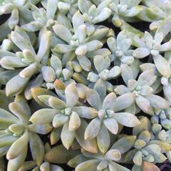 多肉植物 寄せ植え 秀麗の画像