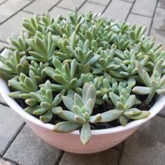多肉植物 寄せ植え 秀麗の画像