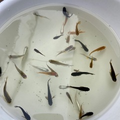 残り1　ミックスメダカ　　30匹の画像