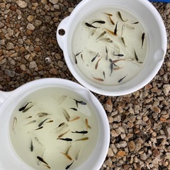 残り1　ミックスメダカ　　30匹