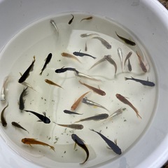 残り1　ミックスメダカ　　30匹の画像