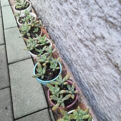 多肉植物 秀麗の画像
