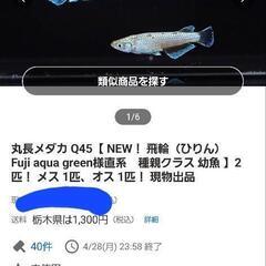 ○飛輪メダカの幼魚20匹以上の画像