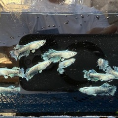 🐟グラディオ🐟　1匹の画像