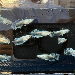 🐟グラディオ🐟　1匹の画像