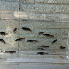 🐟ZEBRA🐟　1匹の画像