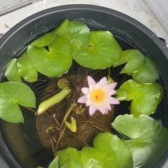 水蓮の画像