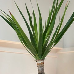 【植物】ドラセナ　ドラコ(竜血樹)の画像