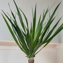 【植物】ドラセナ　ドラコ(竜血樹)