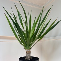 【植物】ドラセナ　ドラコ(竜血樹)の画像