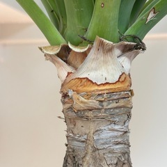 【植物】ドラセナ　ドラコ(竜血樹)の画像