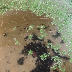 メダカ　楊貴妃幼魚の画像