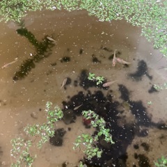メダカ　楊貴妃幼魚の画像