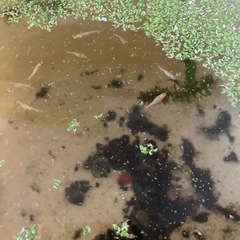 メダカ　楊貴妃幼魚の画像