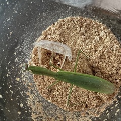 天然オオカマキリ♀単品。条件次第で場所も教えれます！の画像