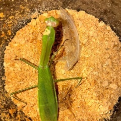 天然オオカマキリ♀単品。条件次第で場所も教えれます！の画像