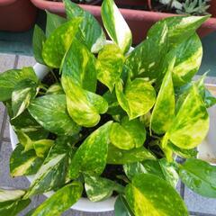 観葉植物マーブルポトス ①の画像