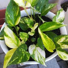 観葉植物 マーブルポトス②の画像