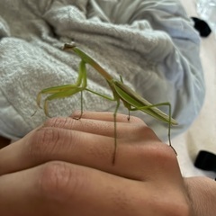 天然オオカマキリ♂単品の画像