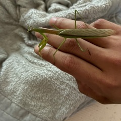 天然オオカマキリ♂単品の画像