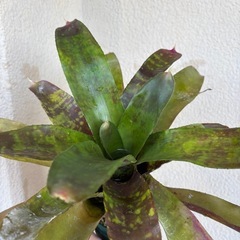 Neoregelia spの画像