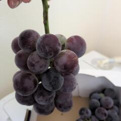 早い物勝ちです葡萄いかかですかの画像