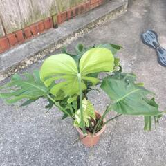 お話し中🌿④鉢（7号）付きモンステラ R7.8/16時点の状態の画像