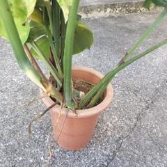 お話し中🌿④鉢（7号）付きモンステラ R7.8/16時点の状態の画像