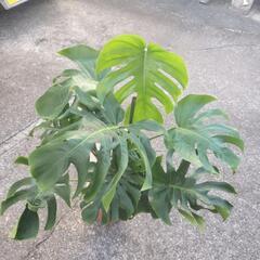 お話し中🌿④鉢（7号）付きモンステラ R7.8/16時点の状態の画像
