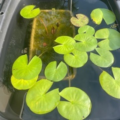 🪷睡蓮桃花（蕾）🪷プランターごとの画像