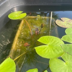 🪷睡蓮桃花（蕾）🪷プランターごとの画像