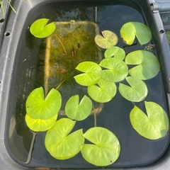 🪷睡蓮桃花（蕾）🪷プランターごとの画像