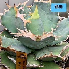 🟣写真更新🟣アガベ 【ホワイトホーク】①🍀 OC子株の画像