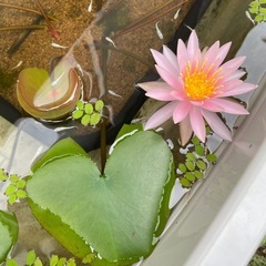 🪷睡蓮桃色②開花中🪷プランターごとの画像