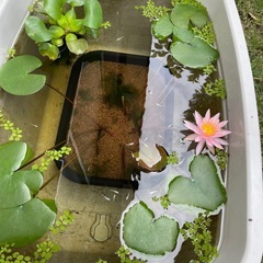 🪷睡蓮桃色②開花中🪷プランターごとの画像