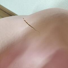 中古 バンボの画像