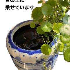 ウォーターマッシュルーム(水草)の画像