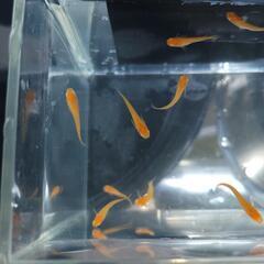 めだか 楊貴妃 アルビノ 若魚 2ペア ￥1500の画像