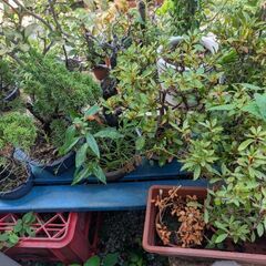 鉢植え、植木鉢の画像