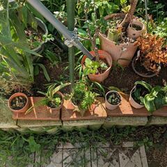 鉢植え、植木鉢の画像