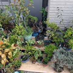 鉢植え、植木鉢の画像